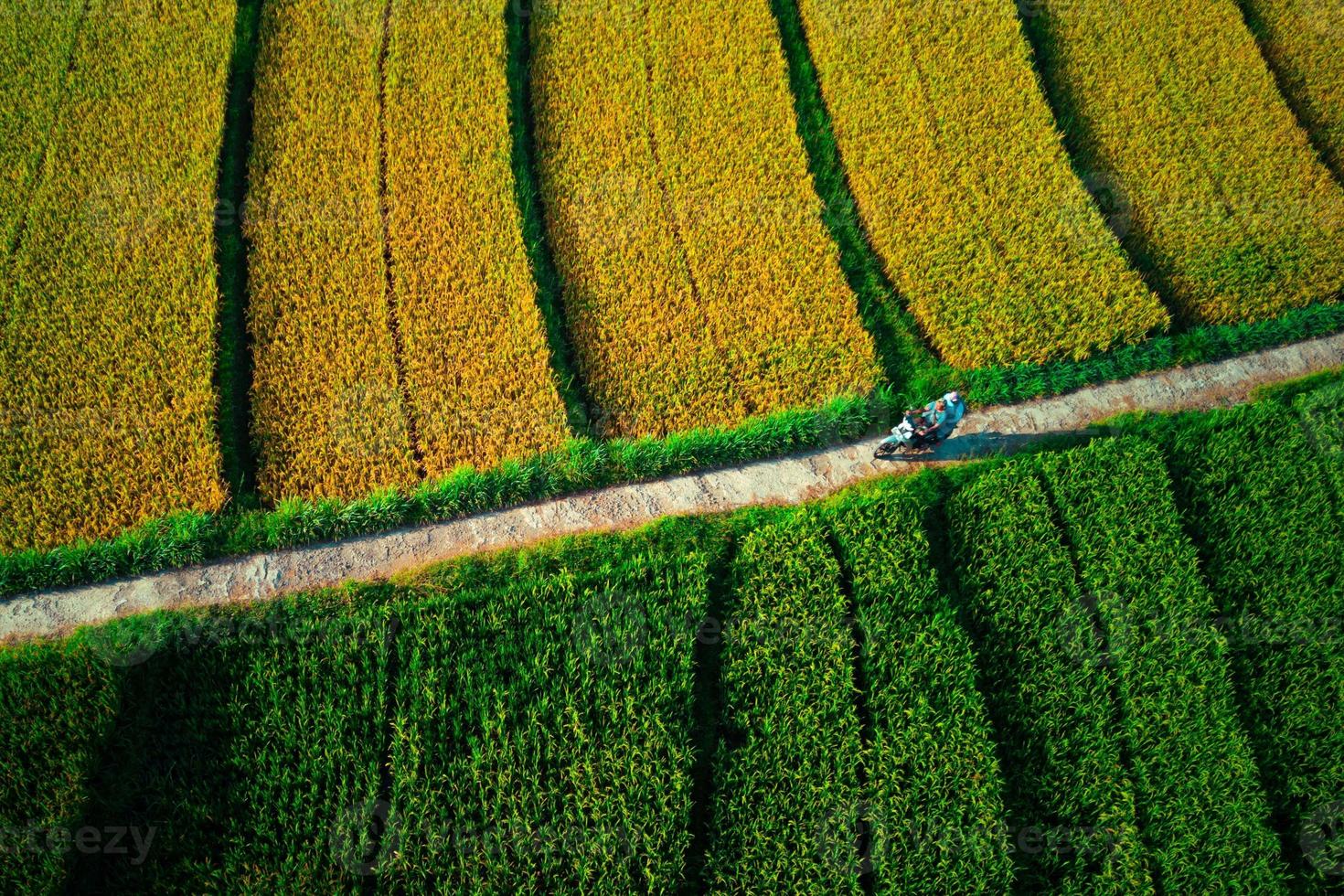 schöne Morgenansicht Indonesien Panoramalandschaft Reisfelder mit Schönheitsfarbe und natürlichem Himmelslicht foto