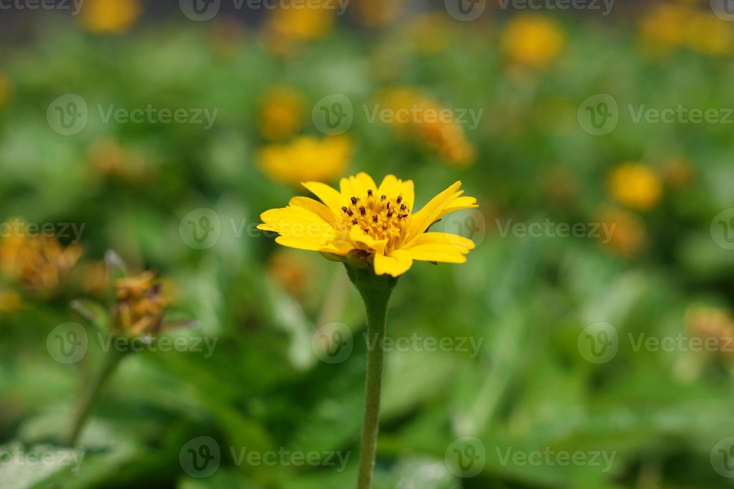 selektiv Fokus von wedelia Blume. schließen oben von wedelia trilobata Blume Blühen. Singapur täglich tropisch Pflanze zum Boden Abdeckung. Makro Natur Hintergrund. Gegenstand im Center Komposition. foto