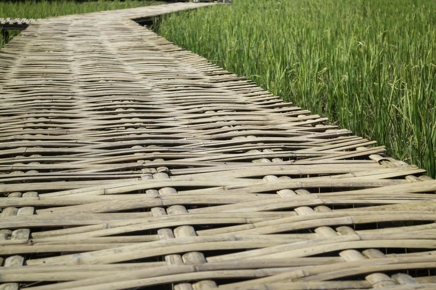 Gehweg in einem Reisfeld foto