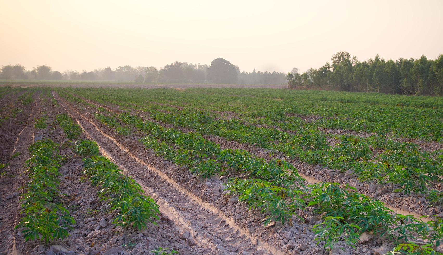 Cassava-Felder zu Beginn der Wachstumssaison für kleine Sämlinge foto