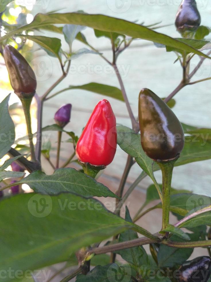 rot und lila Chili Pfeffer auf das Baum im Garten. foto