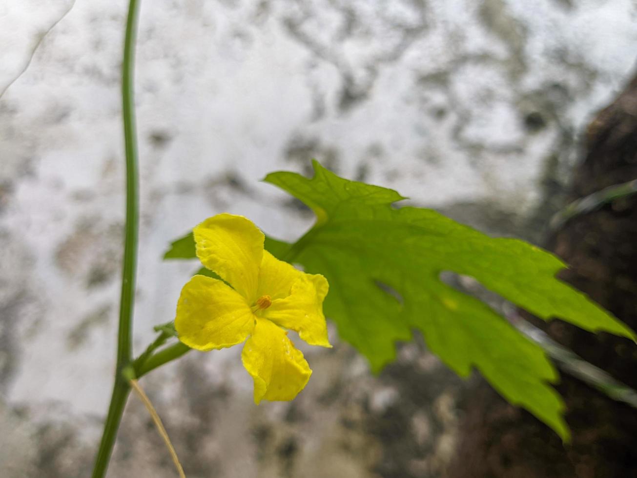 ein schließen oben von Gelb Momordica Charantia Blume. zum Blume Hintergrund oder Hintergrund. Nein Menschen foto