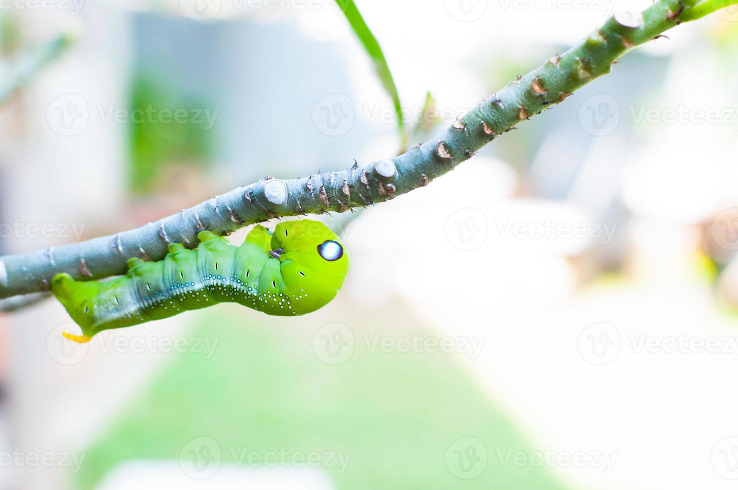 Raupenwurm, der die Natur im Garten frisst foto