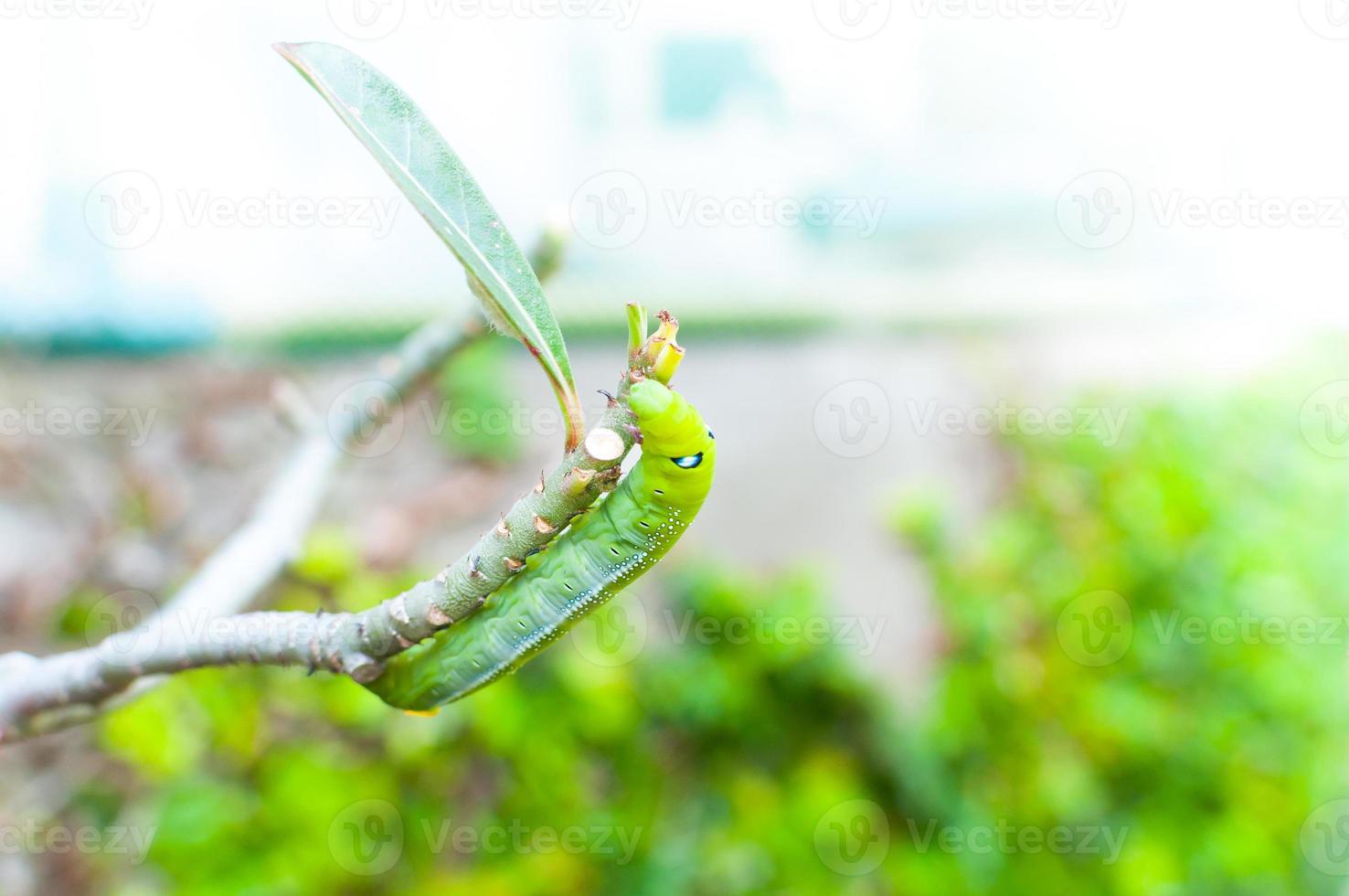 Raupenwurm, der die Natur im Garten frisst foto