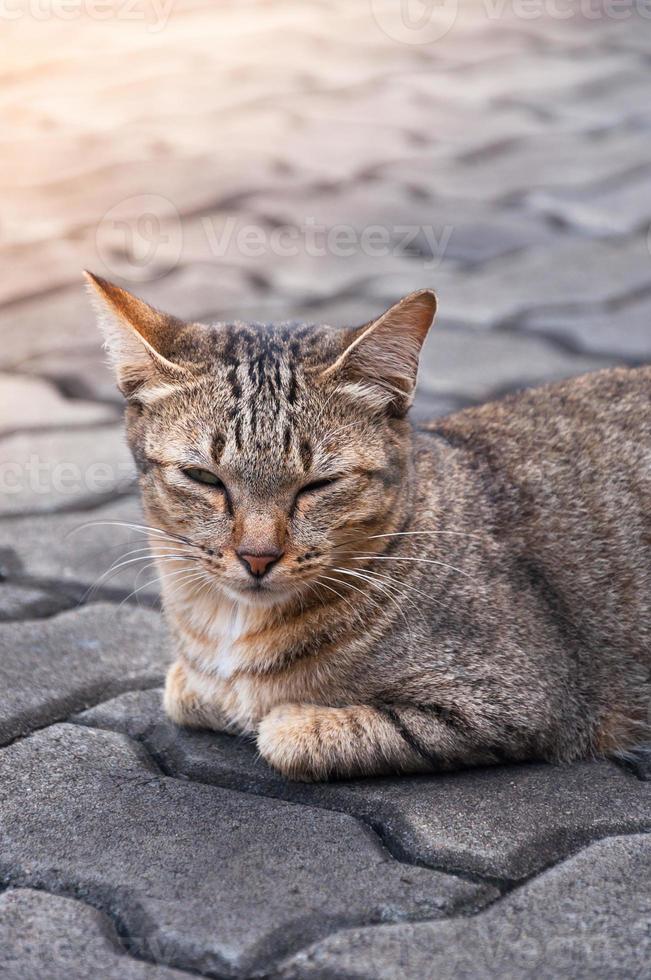 Schläfrige Tabby-Katze auf dem Boden, braune süße Katze, liegende Katze, verspielte Katze, entspannender Urlaub, vertikales Format, selektiver Fokus foto