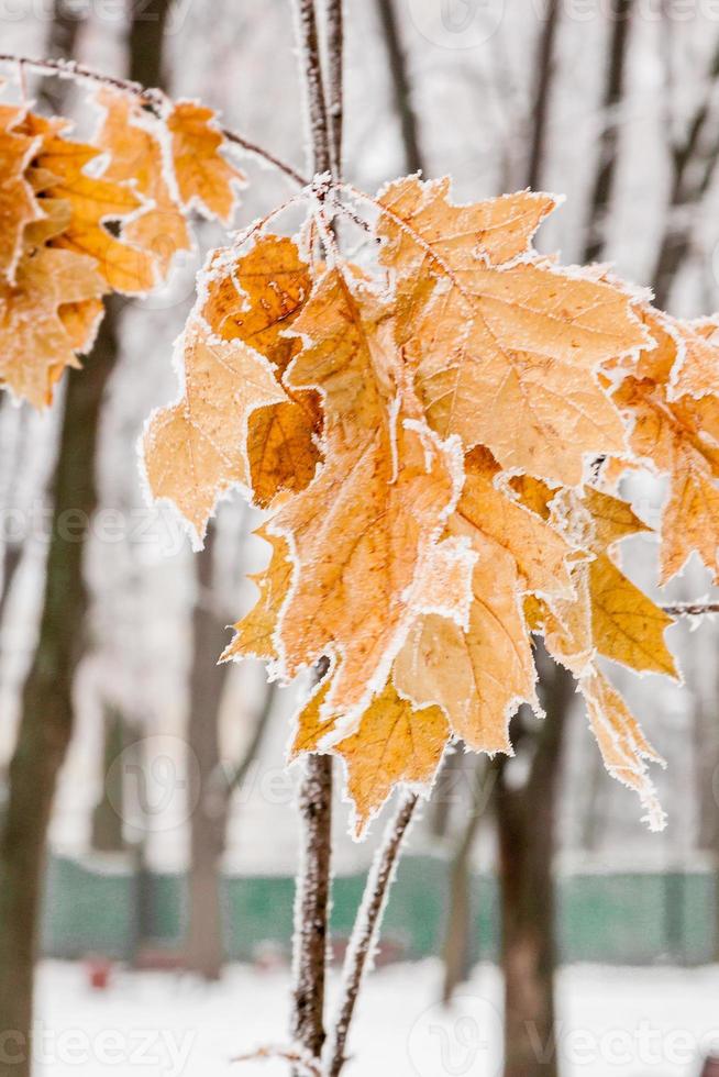 Winterblätter mit Schnee und Raureif bedeckt foto