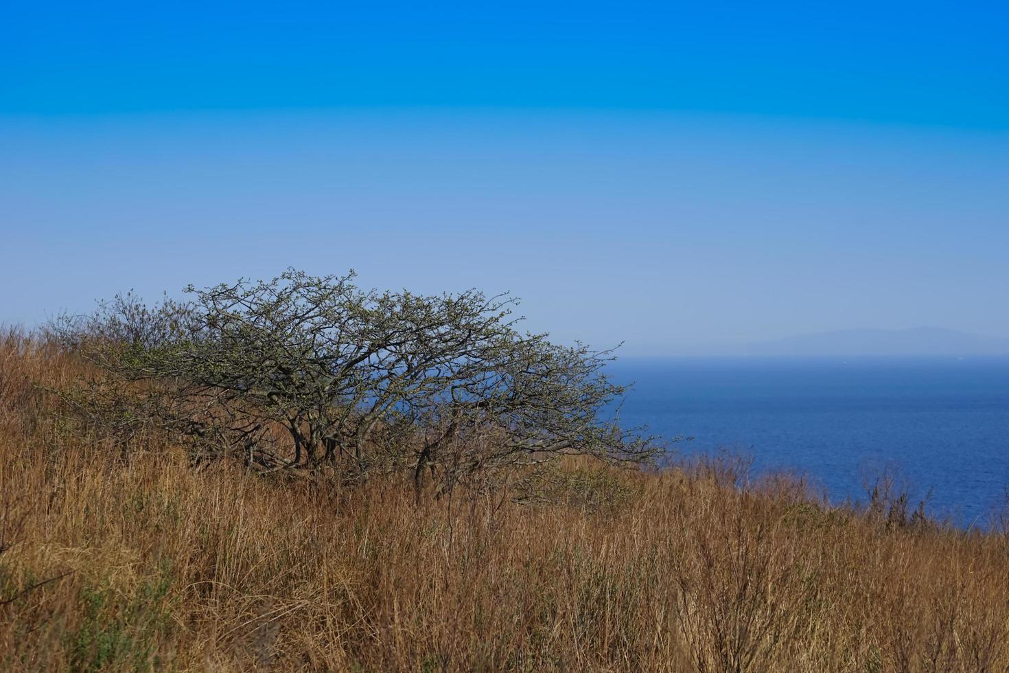 Landschaft mit kahlen Bäumen auf einem Feld neben einem Gewässer foto