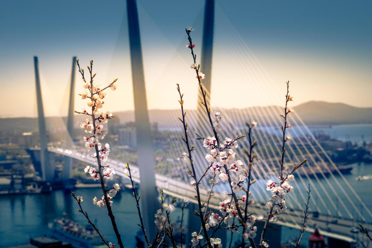 Kirschblüten auf Zweigen mit unscharfer goldener Brücke im Hintergrund in Wladiwostok, Russland foto