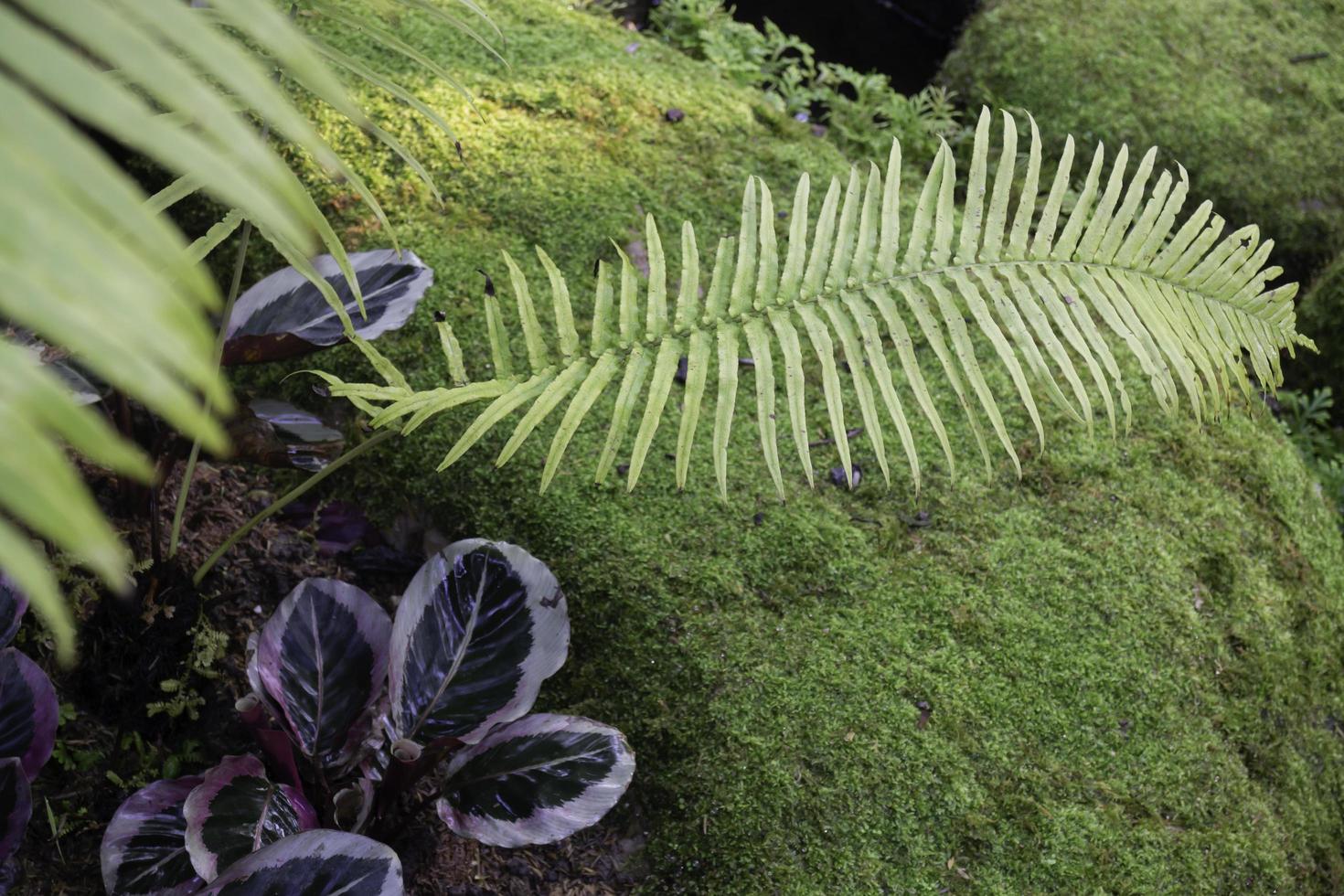 Zierpflanzen im Garten foto