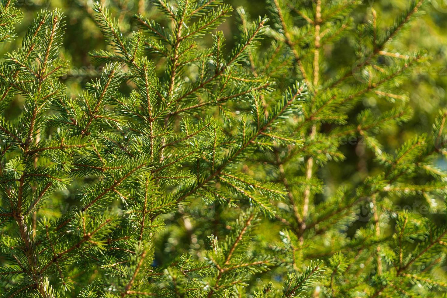 natürlich immergrün Geäst mit Nadeln von Weihnachten Baum im Kiefer Wald. Nahansicht Aussicht von Urlaub Tanne Geäst Muster Hintergrund foto