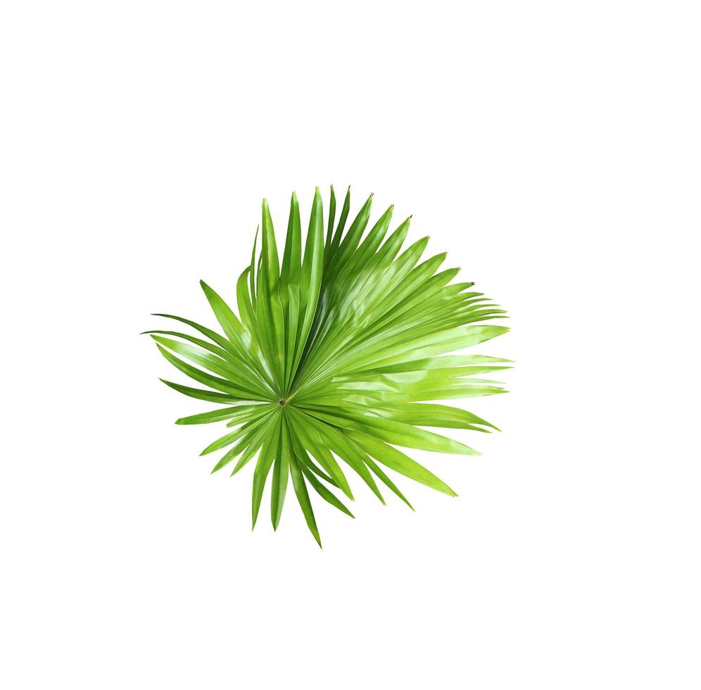 grünes Blatt einer Palme lokalisiert auf einem weißen Hintergrund foto
