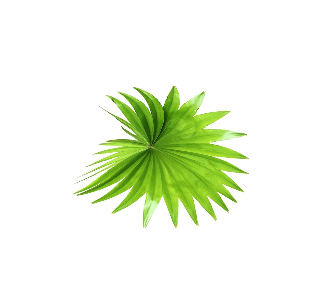 grünes Blatt einer Palme lokalisiert auf einem weißen Hintergrund foto