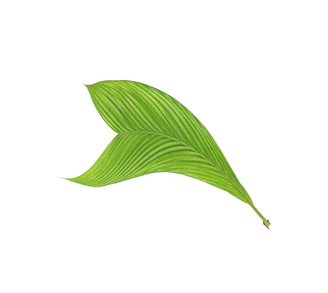 grünes Blatt einer Palme lokalisiert auf einem weißen Hintergrund foto