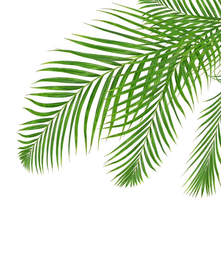 grüne Blätter einer Palme lokalisiert auf einem weißen Hintergrund foto