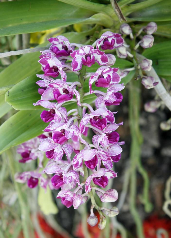 Nahaufnahme von Orchideenblüten foto