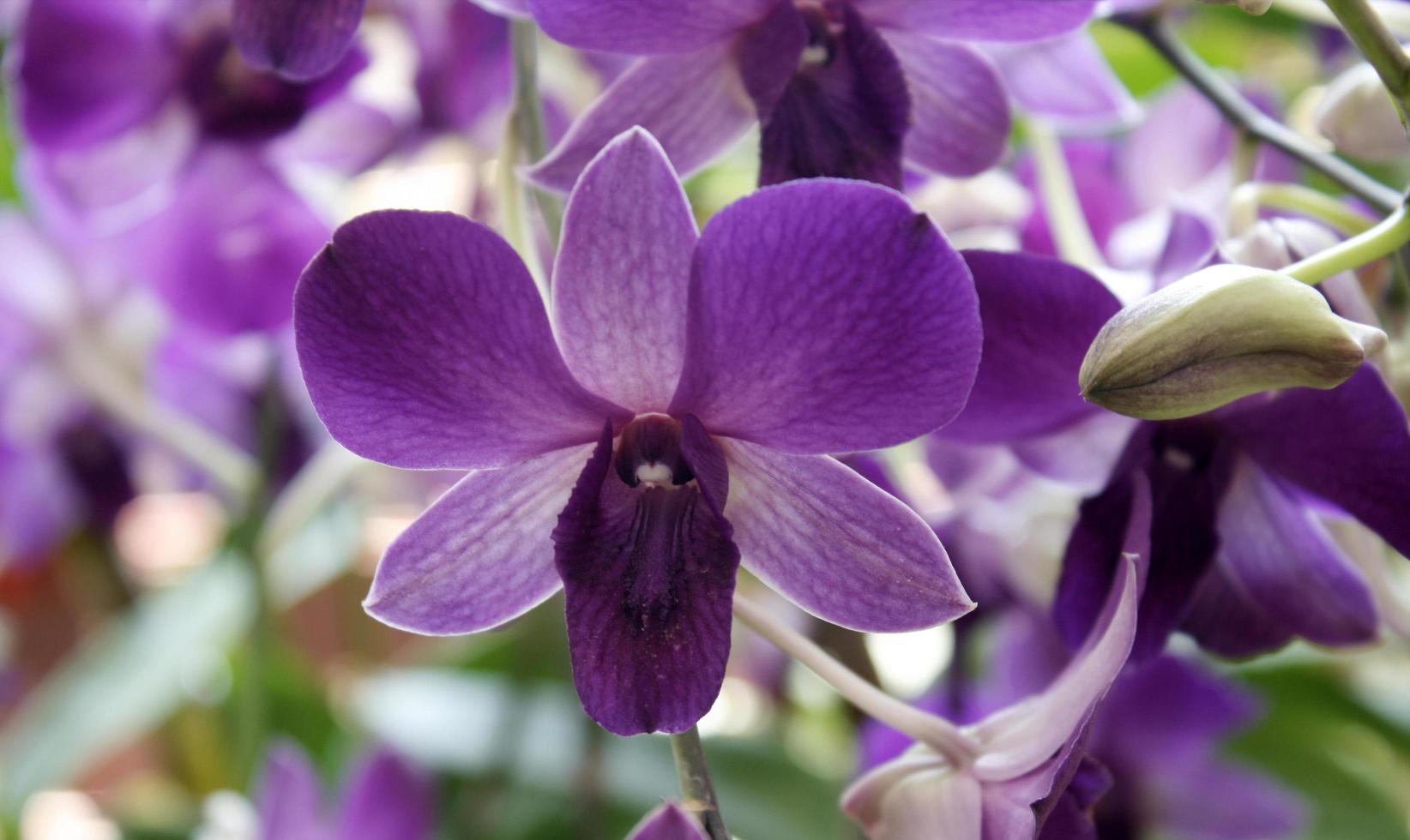 Nahaufnahme von Orchideenblüten foto
