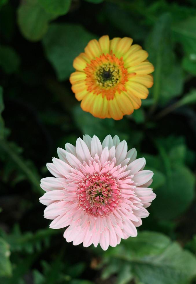 Gerbera in einem Garten im Freien foto