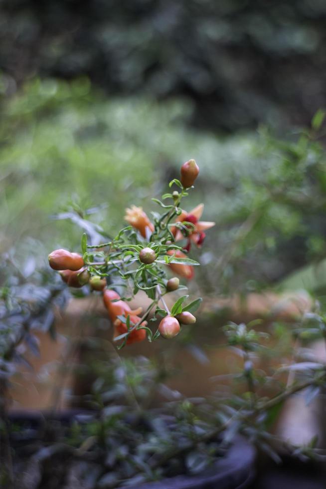 schöne rote Granatapfelblume auf einem Busch foto