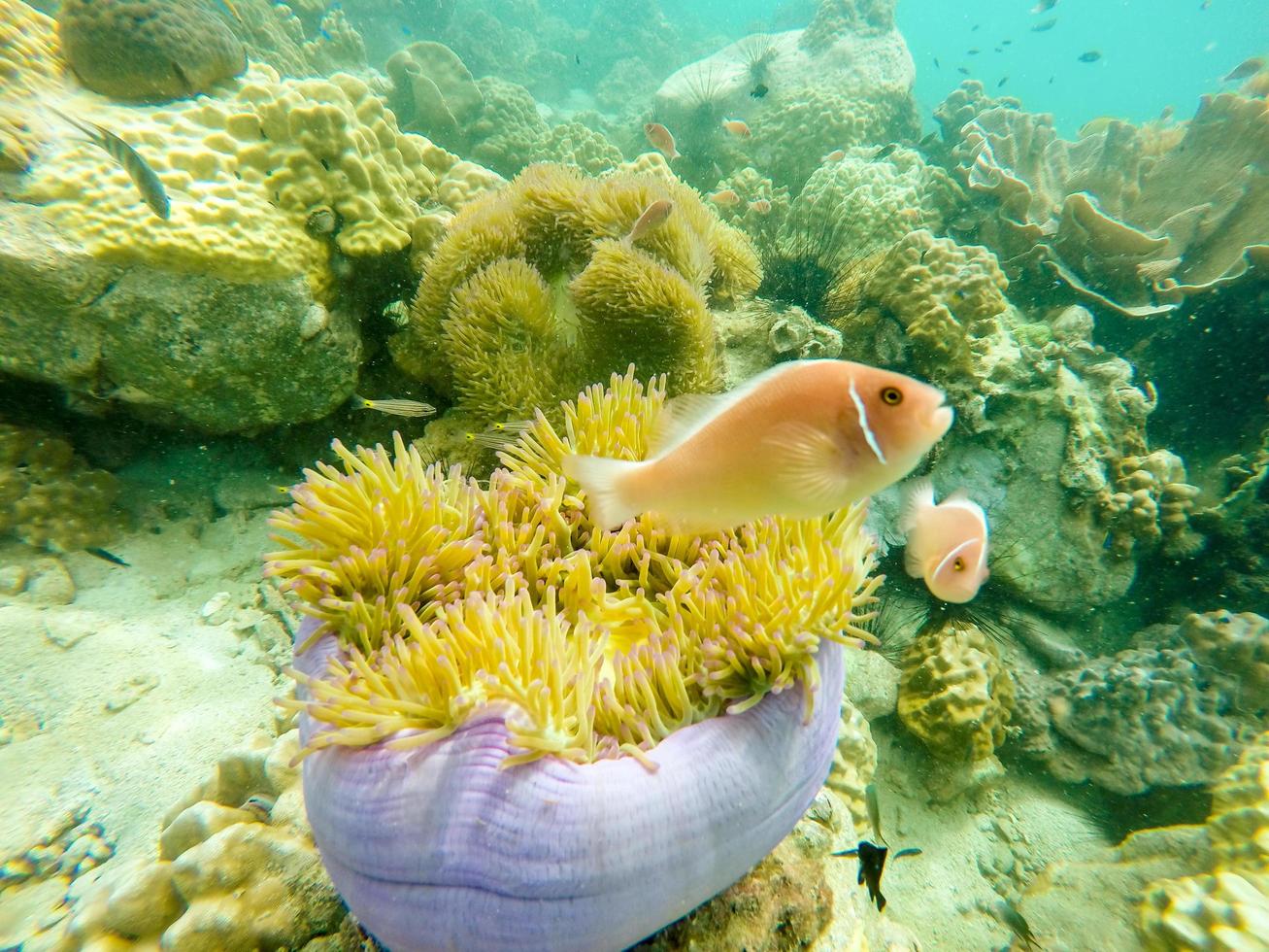 Fisch in der Nähe von Korallenriffen foto