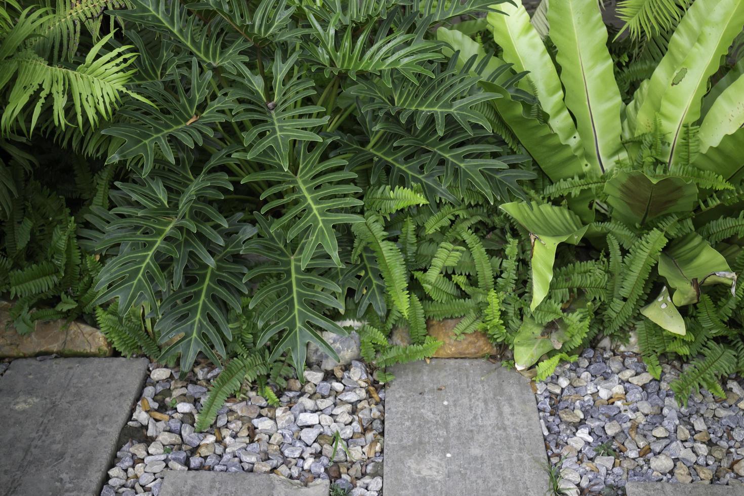 Pflanzen im Garten foto