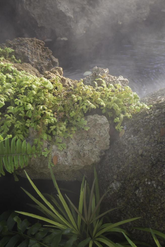Wasserstrahl mit grünen Pflanzen und Nebel foto