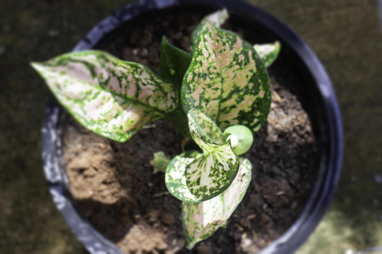 Die Aglaonema Modestum Blume blüht foto