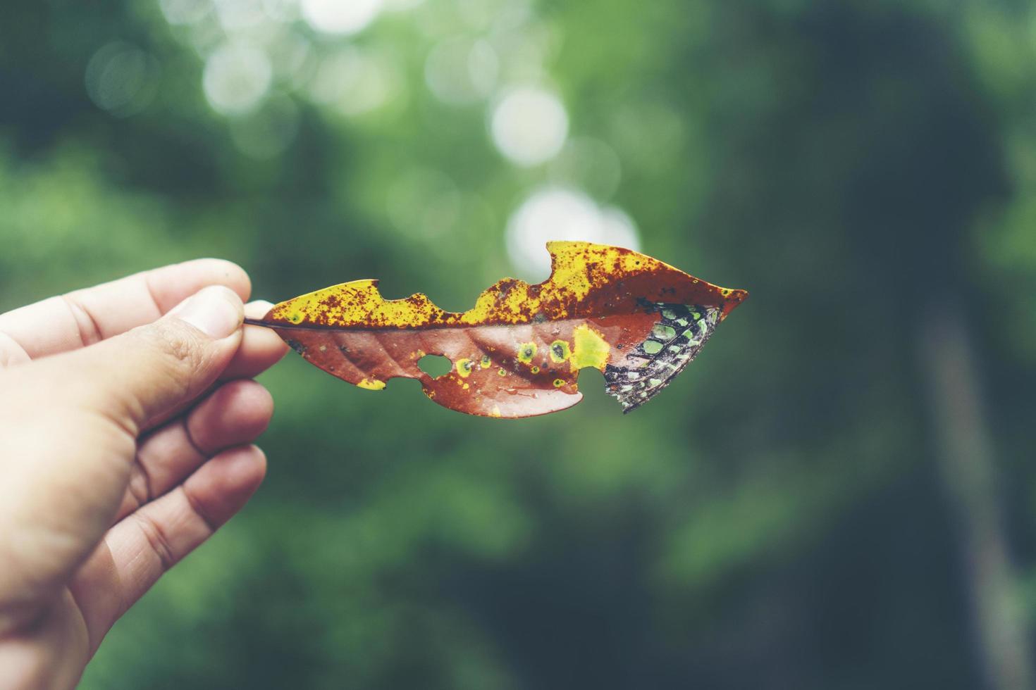 Herbstblatt in der Hand foto