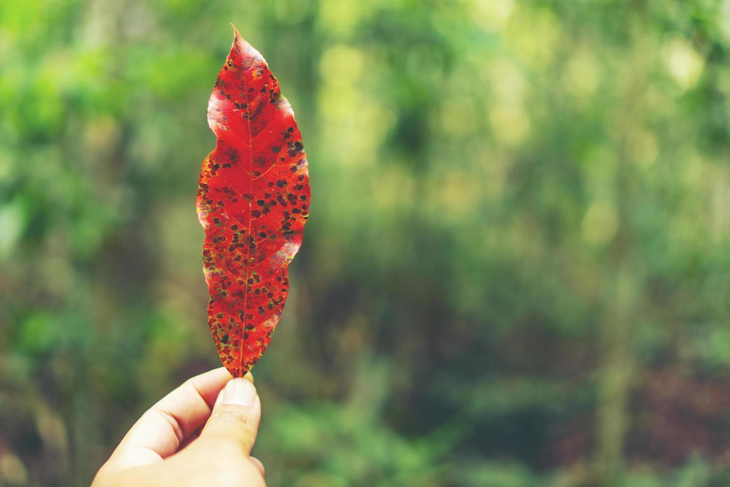 Person, die ein rotes Blatt hält foto