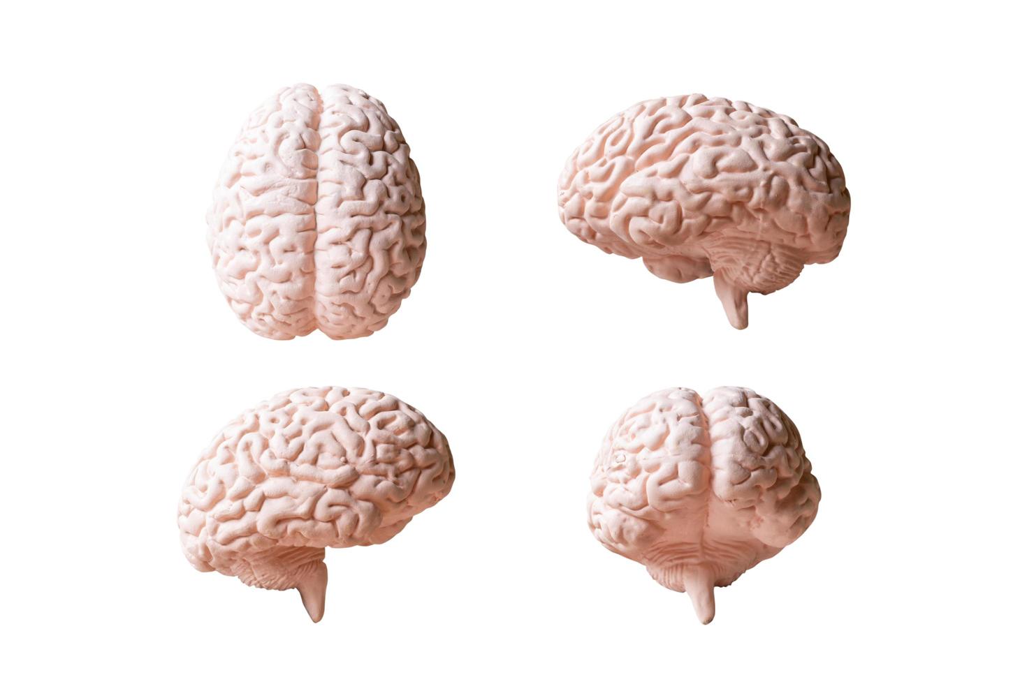 anatomisches Modell eines menschlichen Gehirns lokalisiert auf einem weißen Hintergrund foto
