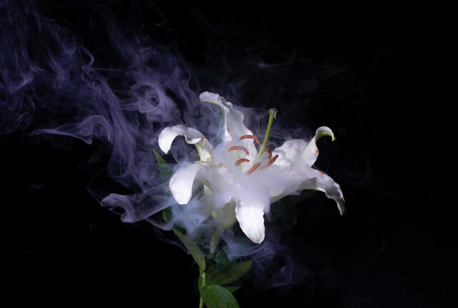 Lilie von Nebel umgeben foto