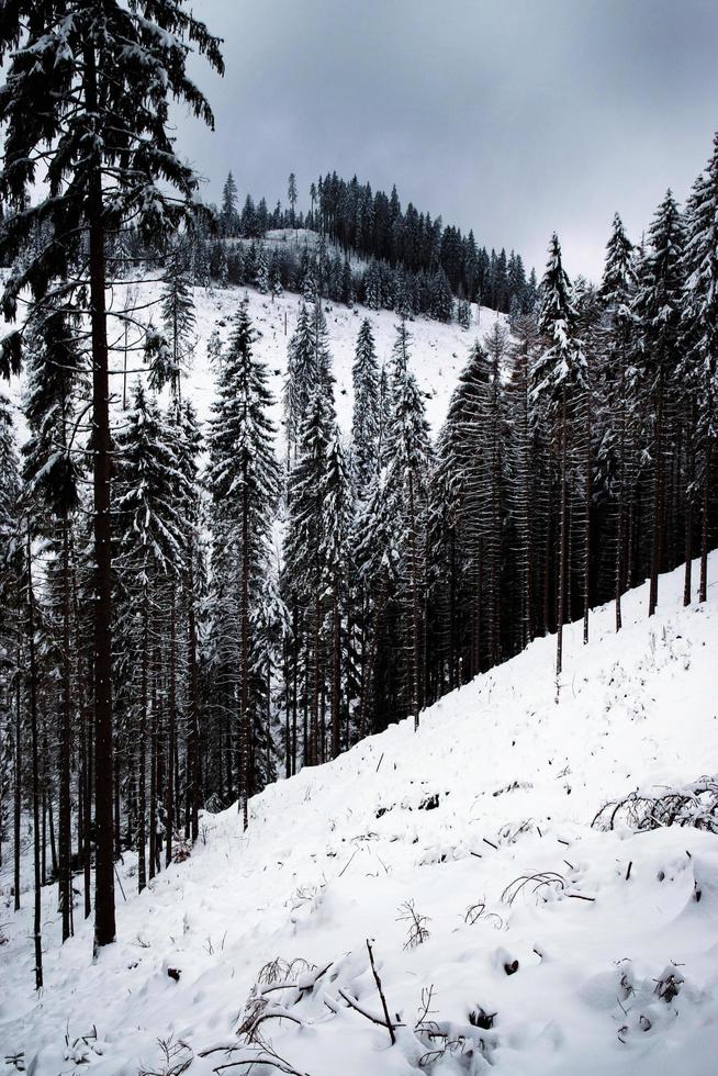 schneebedeckter Fichtenwald foto