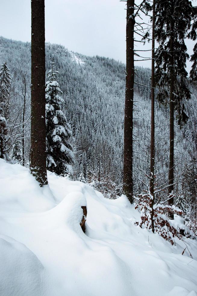 Winterwaldblick durch Bäume foto
