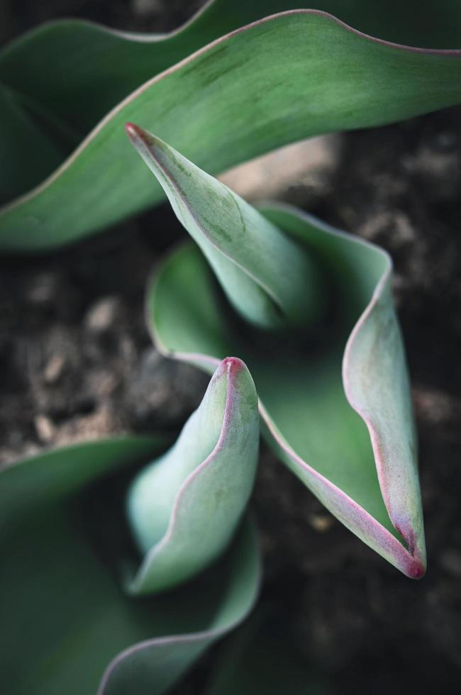 junge Tulpenpflanzen foto