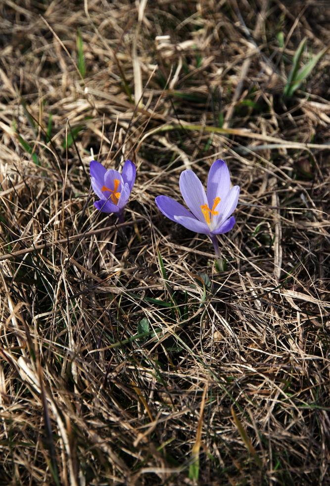 zwei Krokusblüten foto