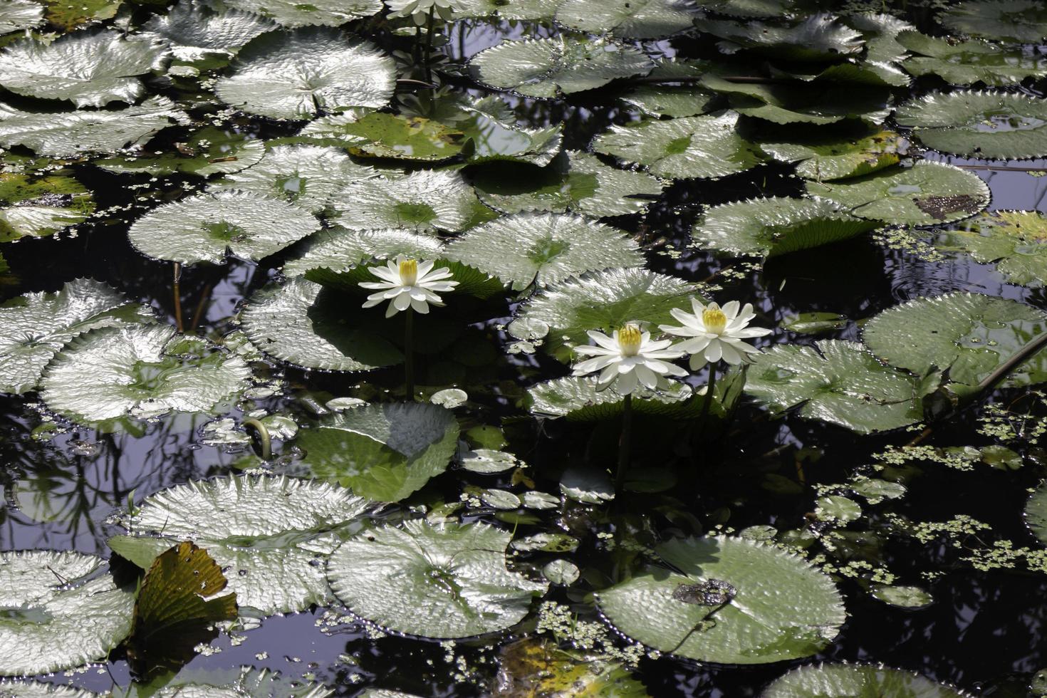 Seerosenblätter in einem Teich foto