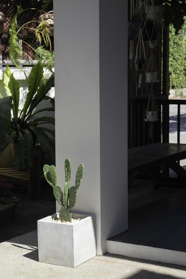 Kaktus in einem Blumentopf foto