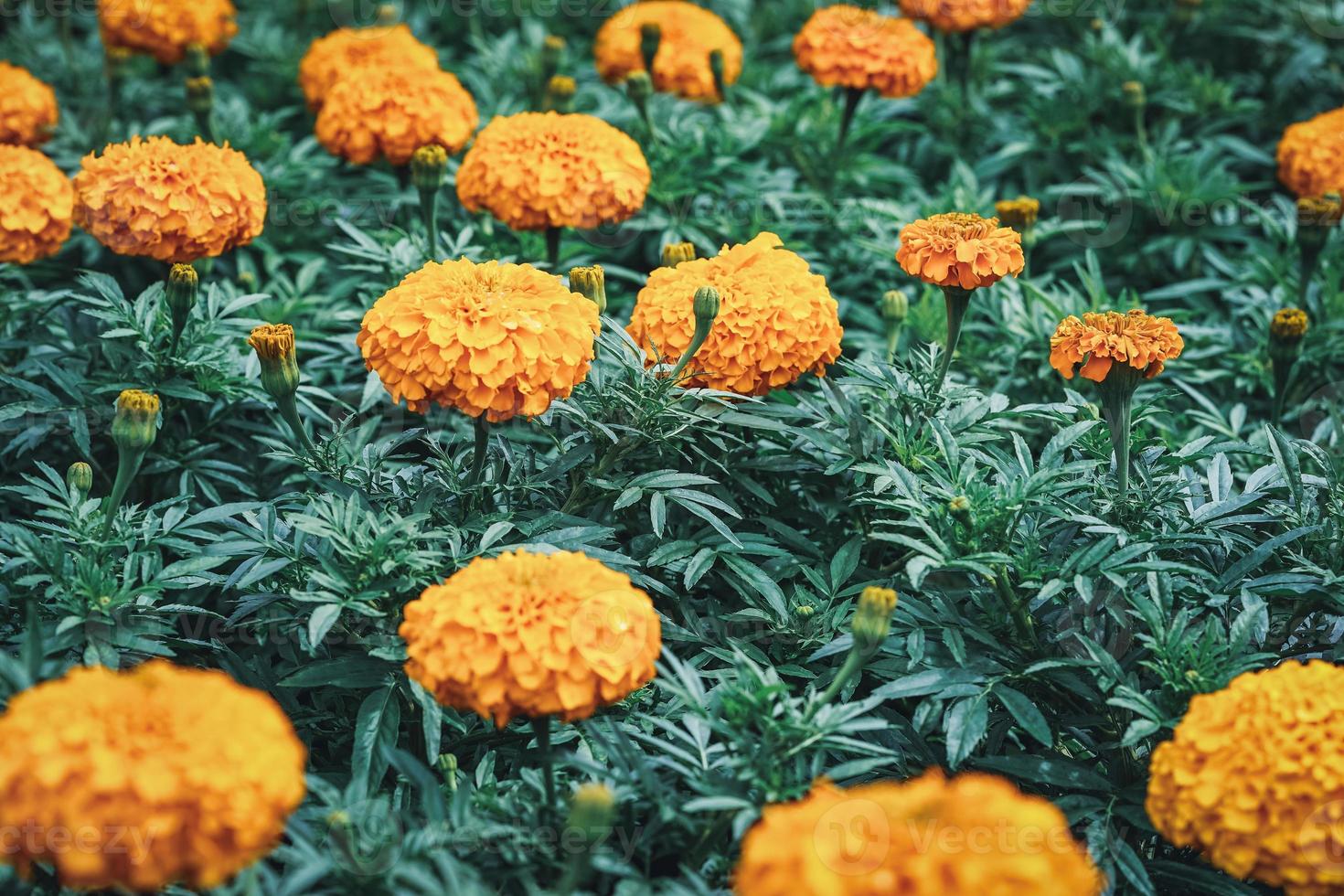 afrikanische Ringelblumenblüten und Knospen in einem Garten foto