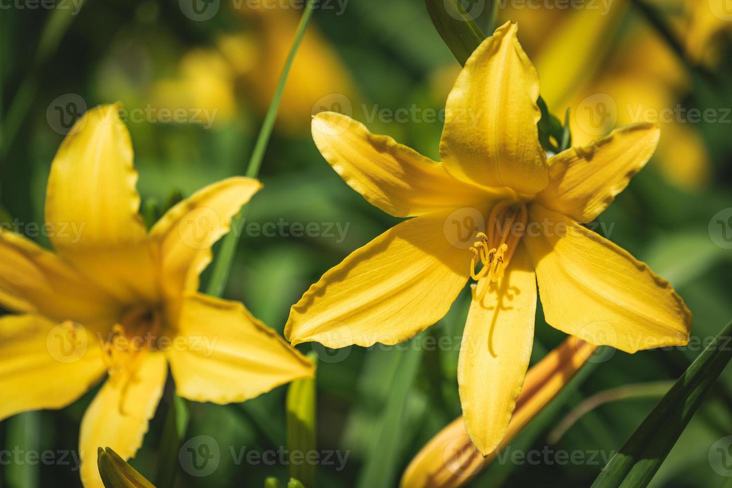 gelbe Blüten und Knospen der Taglilie foto