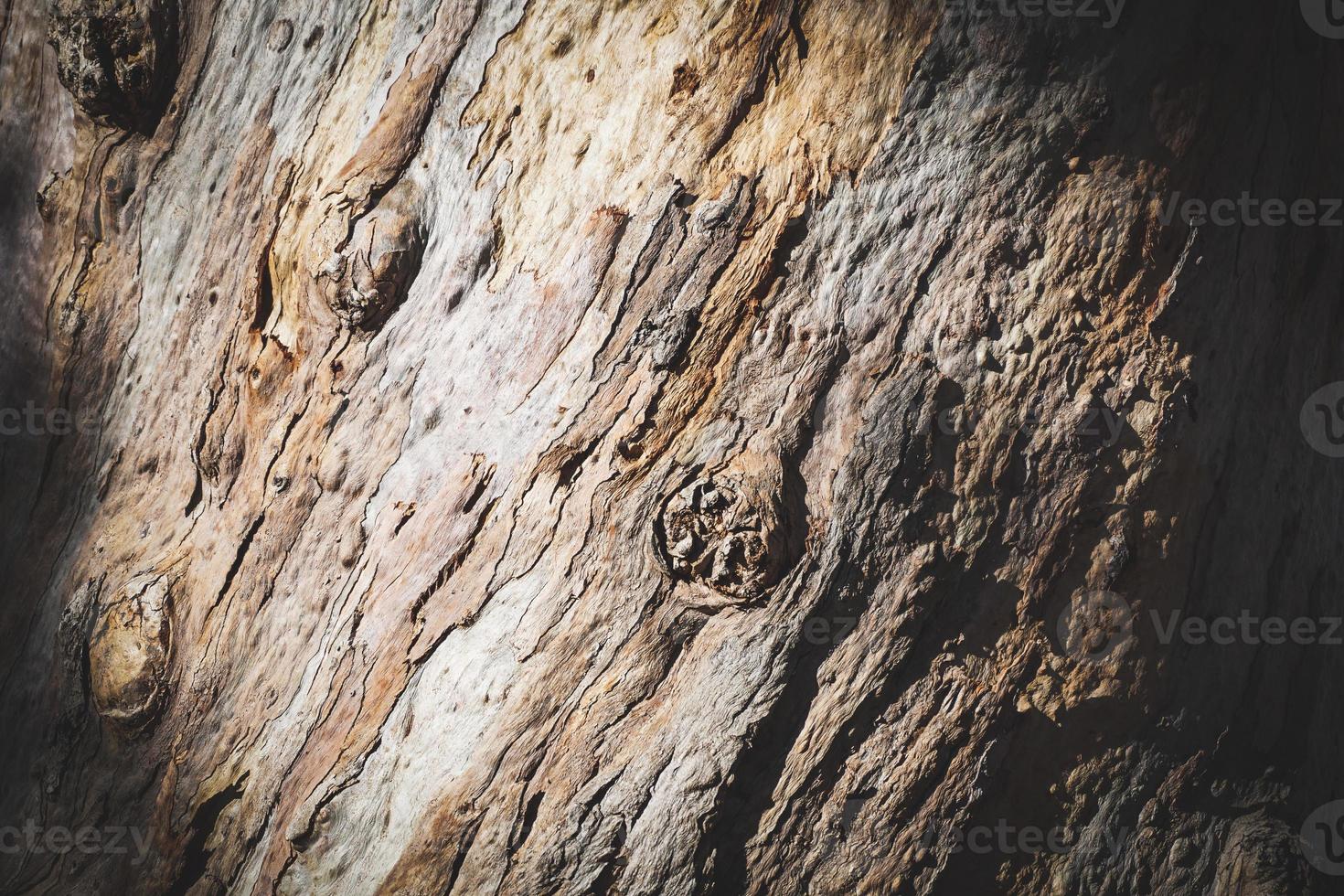 Textur der Rinde eines alten Eukalyptusbaums foto