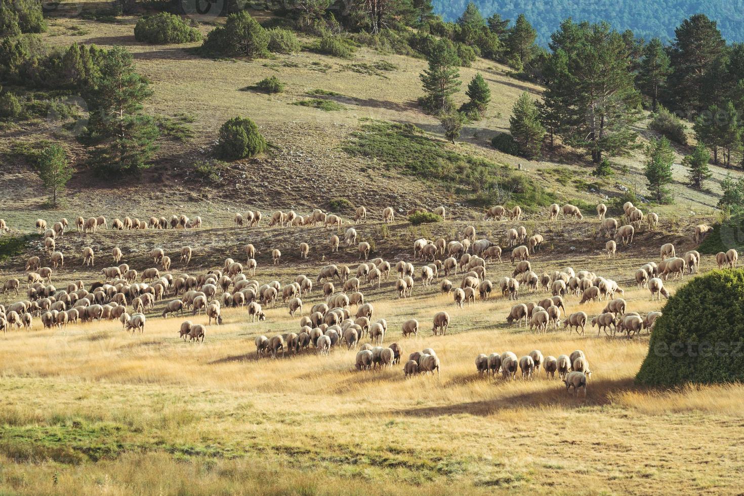 Schafherde, die auf dem Feld weidet foto