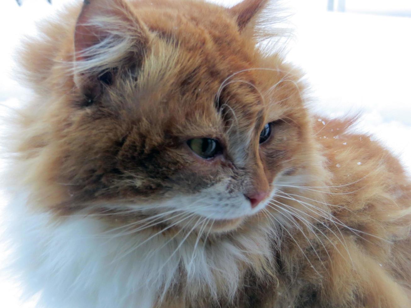 ein flauschige rot Katze sitzt draußen im das Schnee im Winter Garten. foto