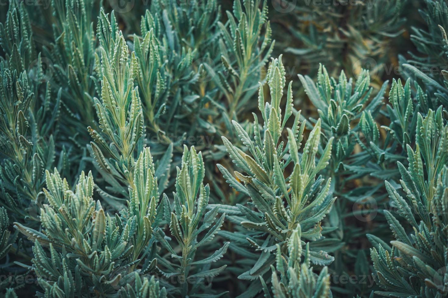 grüne Blätter von süßem Lavendel foto