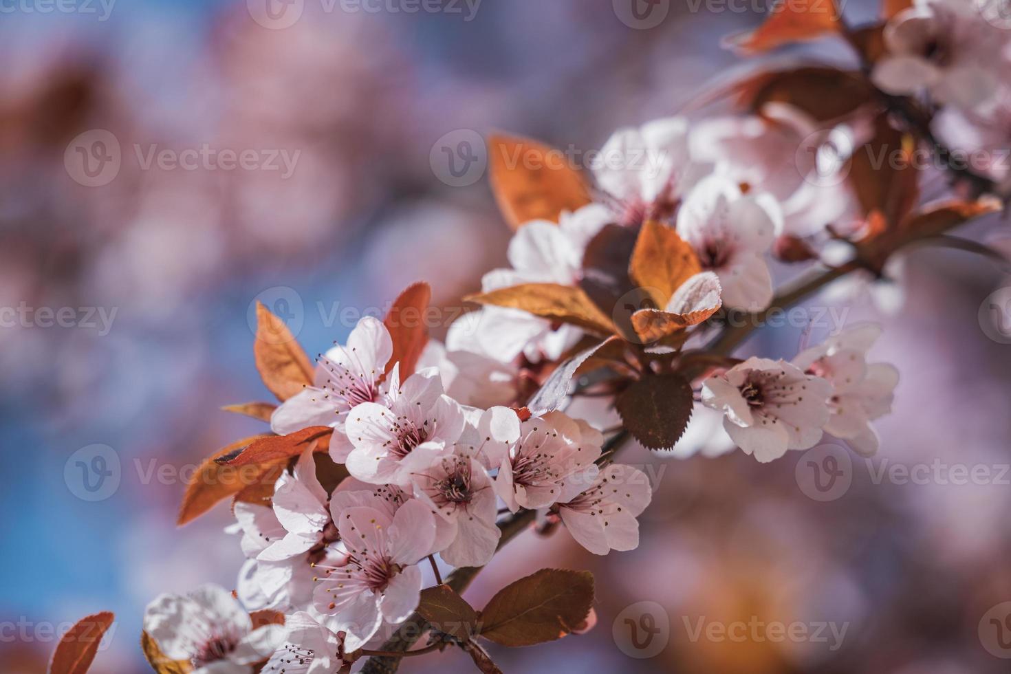 Blüten des Pflaumenbaums im zeitigen Frühjahr foto