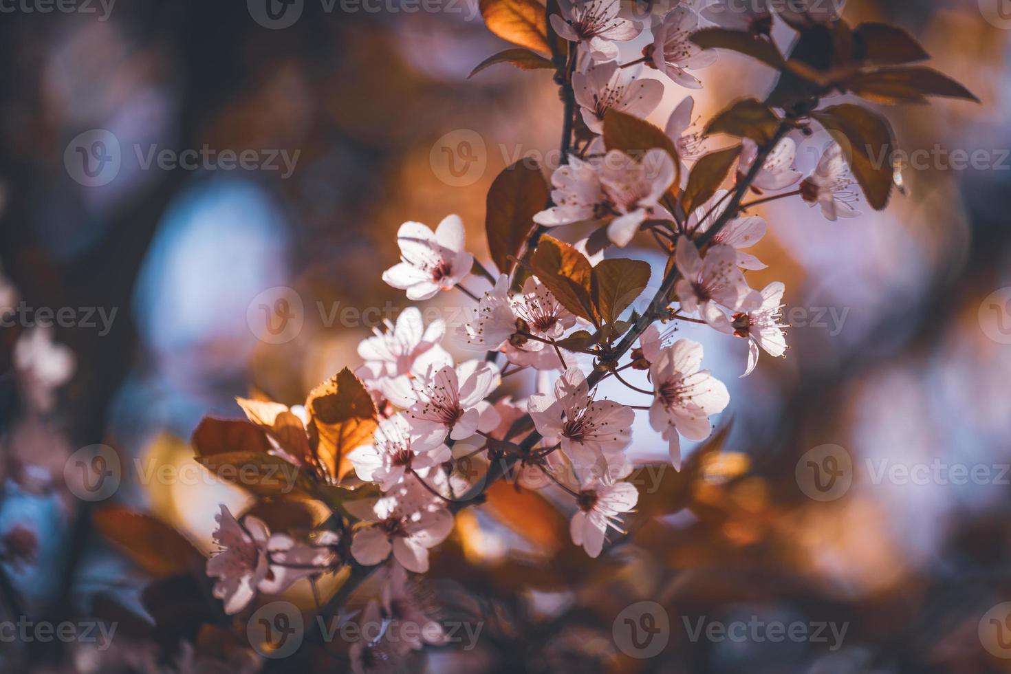 Blüten des Pflaumenbaums im zeitigen Frühjahr foto