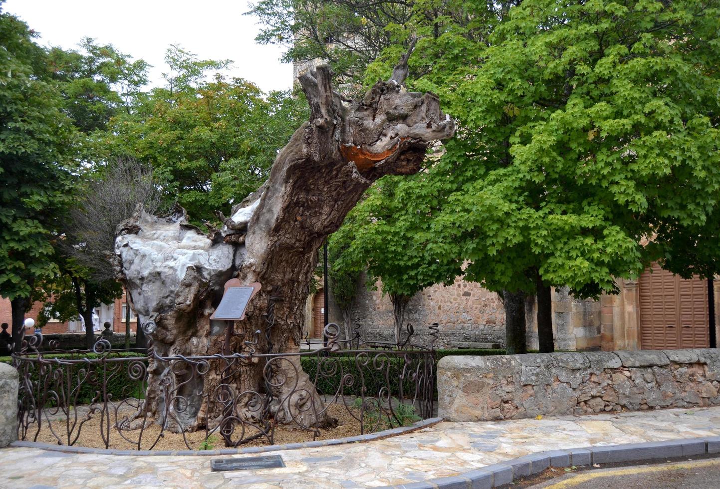 Denkmal als Hommage an einen trockenen Ulmenbaum, dem der Schriftsteller Antonio Machado ein Gedicht gewidmet hat foto