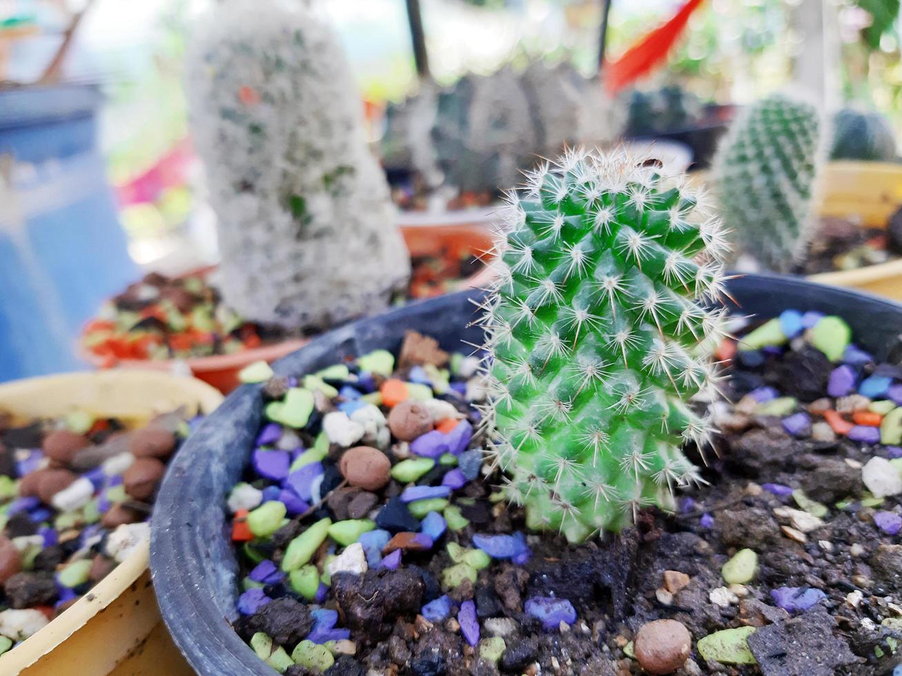 Kaktusblume, die in einem Topf wächst foto