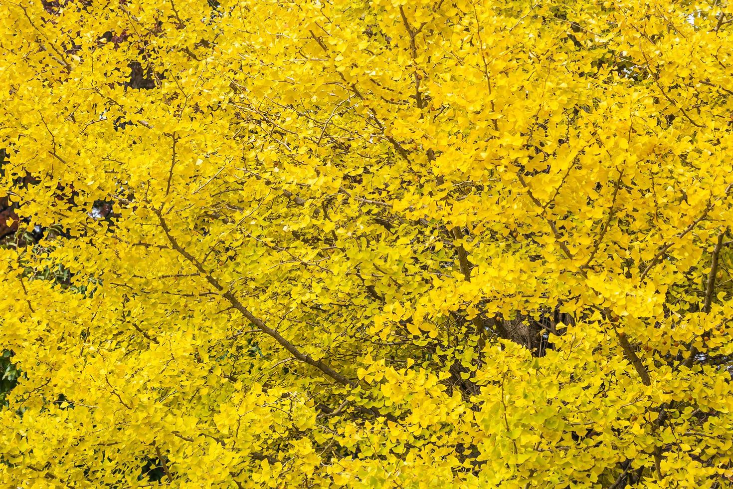 gelber Ginkgobaum foto