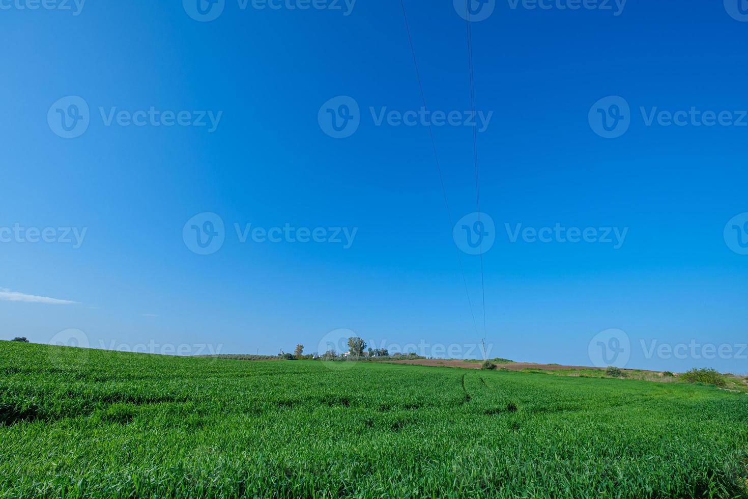 grün gesätes Feld mit blauem Himmel foto