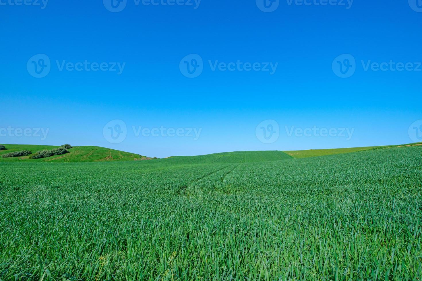 grasbewachsenes grünes Feld foto