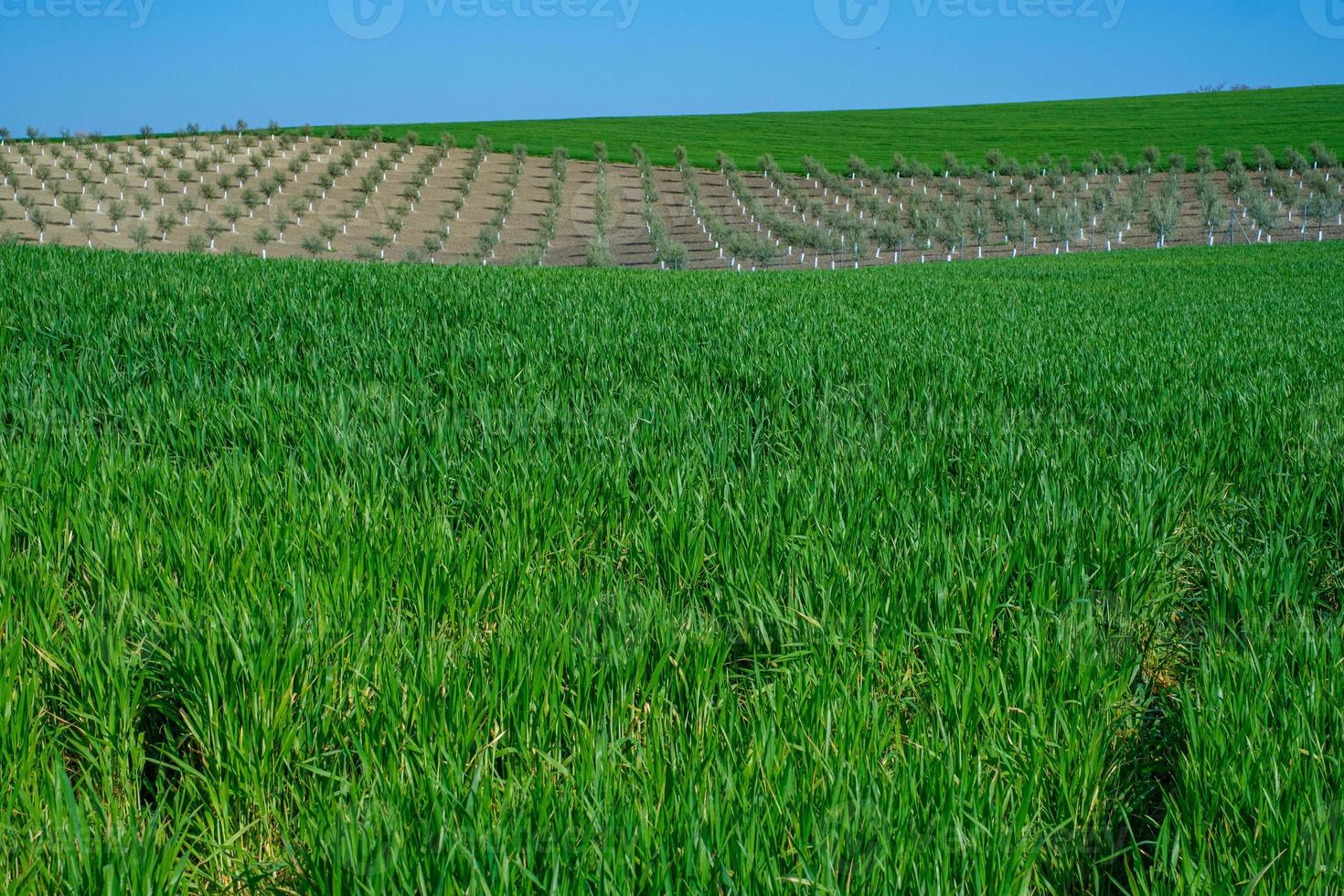 grasbewachsenes grünes Feld mit Feldfrüchten foto